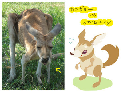 ユンクとカンガルー